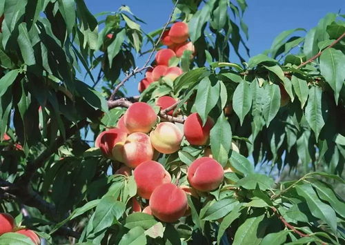 (一颗桃树图片)一颗桃修仙记:从一颗灵桃到无尽修行之路的传奇冒险 (一颗桃树图片)一颗桃修仙记:从一颗灵桃到无尽修行之路的传奇冒险